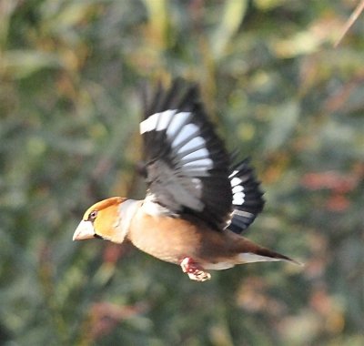 DSC_0733c.jpg