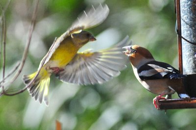 DSC_7651c.jpg