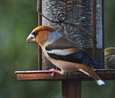 DSC_9569.JPG