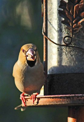 DSC_9624.JPG