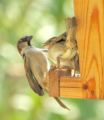 DSC_2409c.jpg