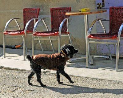 chien 18.JPG