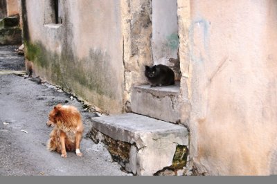 chien 24.JPG