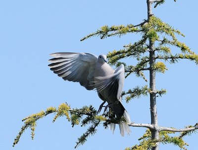 DSC_2558c.jpg