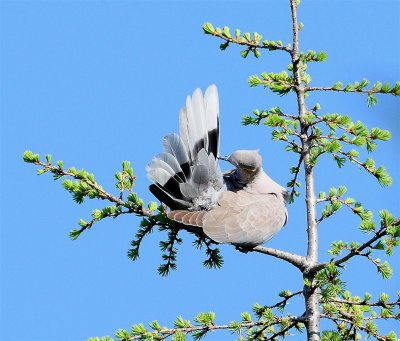 DSC_2755c.jpg