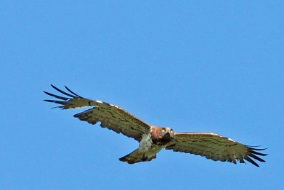 DSC_2764.JPG