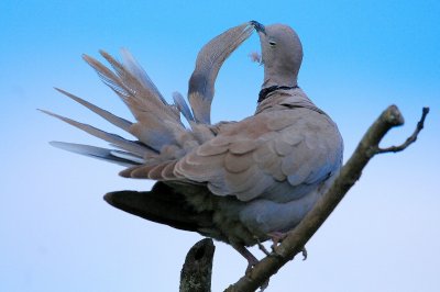 DSC_2988c.jpg