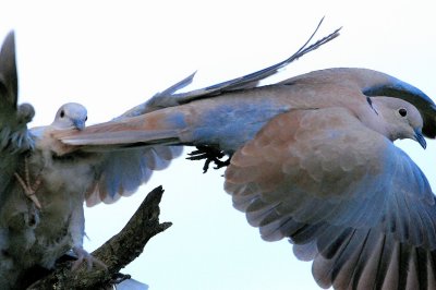 DSC_2995c.jpg