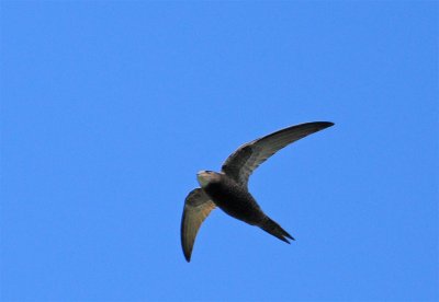 DSC_3102.JPG