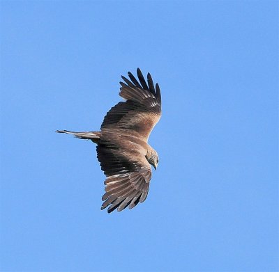 DSC_3215c.jpg