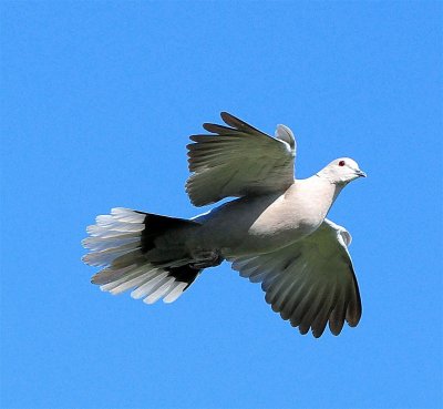 DSC_3282c.jpg