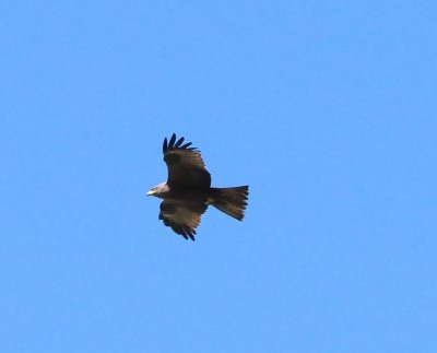 DSC_3565c.jpg