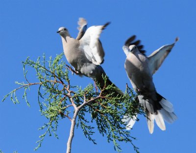 DSC_3582c.jpg