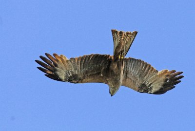 DSC_3784.JPG