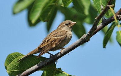 DSC_3175c.jpg