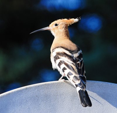 DSC_4313.JPG