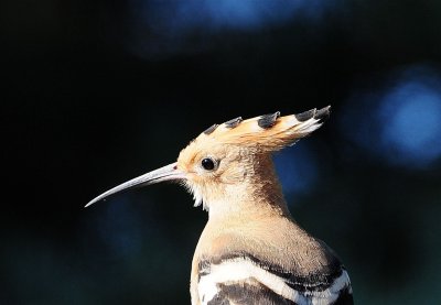 DSC_4319d.jpg