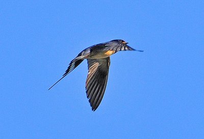 DSC_4863.JPG