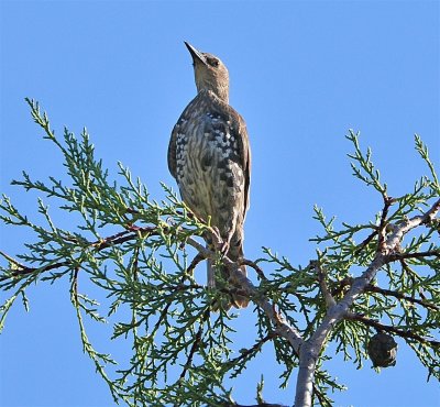 DSC_5170c.jpg