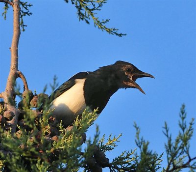 DSC_5266c.jpg