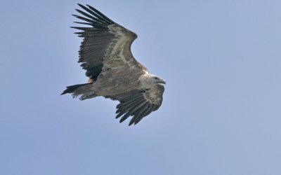 Vultures in the Drome department, France