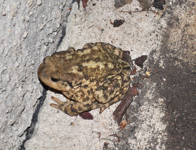 DSC_1311.JPG