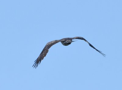DSC_9396c.jpg