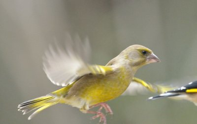 DSC_0407c.jpg