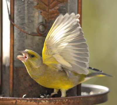 DSC_0479c.jpg