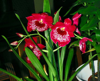 Miltonia.jpg