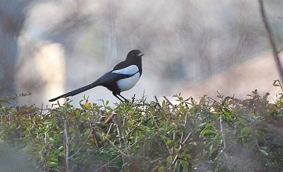 DSC_1743.JPG