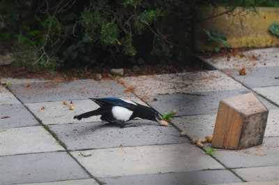 DSC_4005.JPG