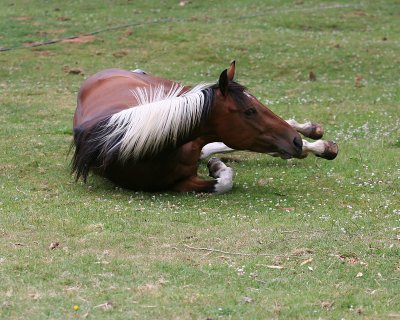 Horse Sense