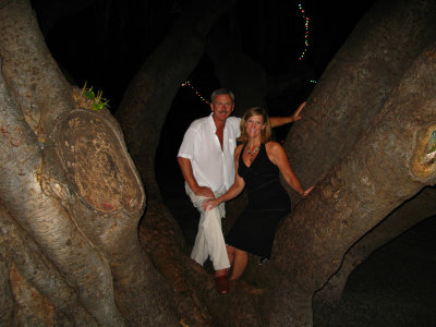 Lahina banyan tree