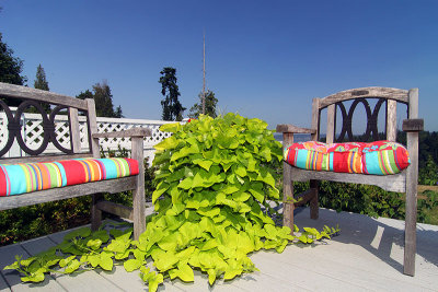 After one month with the potted plants maturing