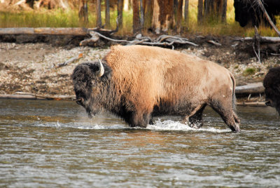 Bison crossing the Yellowstone river