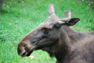 skansen female moose