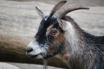 skansen goat