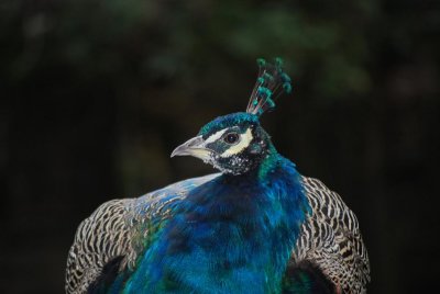 skansen peacock