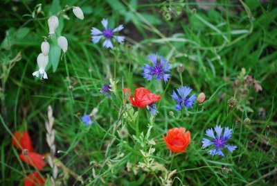 skansen flowers, last onces before winter?