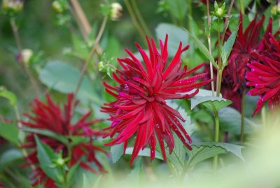 skansen flowers, last ones before winter?