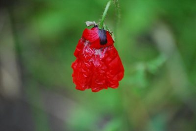 skansen flower, last one before winter?