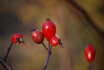 rosehip
