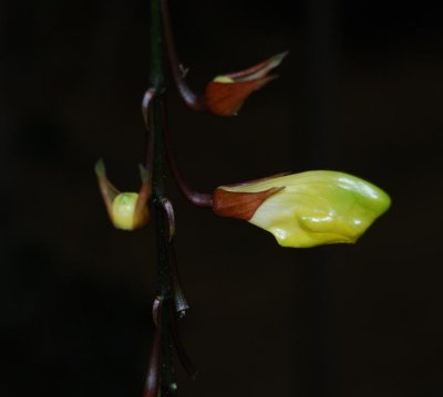 bergianska flower