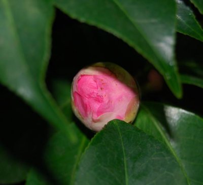 bergianska flower