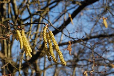 uppsala tree things