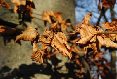 uppsala leaves