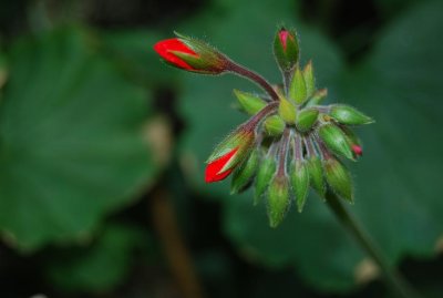 bergianska flower