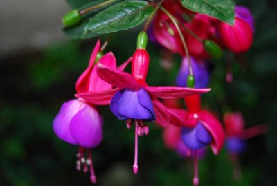 bergianska flower