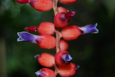 bergianska thing